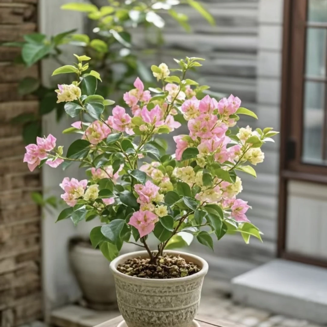 【绿荫】 三角梅盆栽庭院阳台爆花强花卉新手易养护