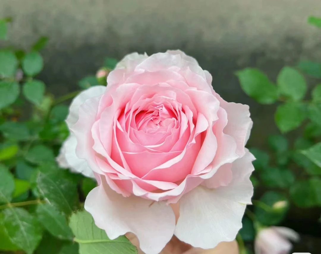 【美咲】月季花盆栽庭院阳台新手易养护