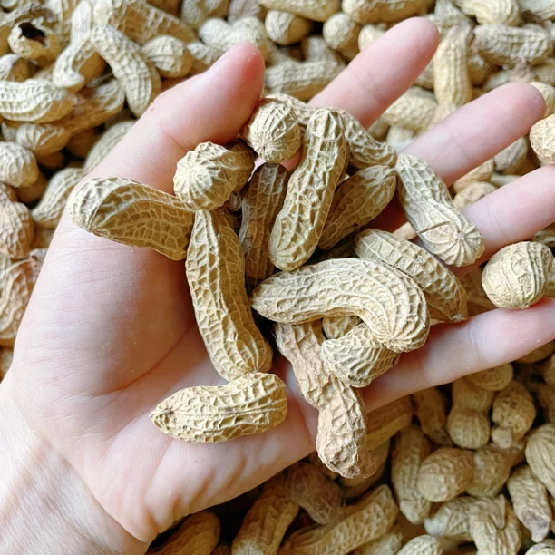 25年都昌花生麻壳花生新鲜花生一斤