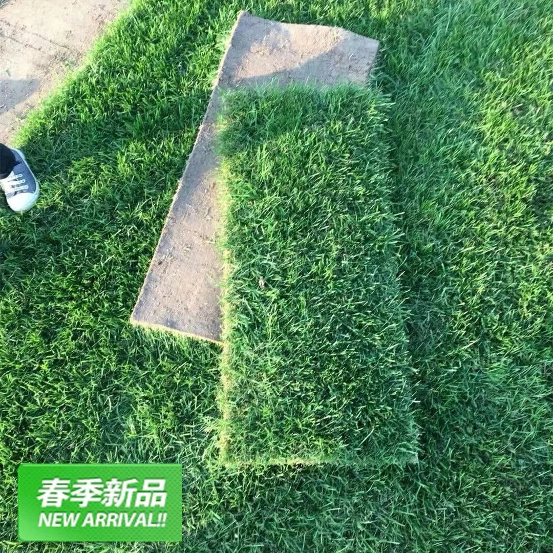 景观真精选带泥土剪股颖花园绿化庭院四季青景观马尼拉果岭草带土