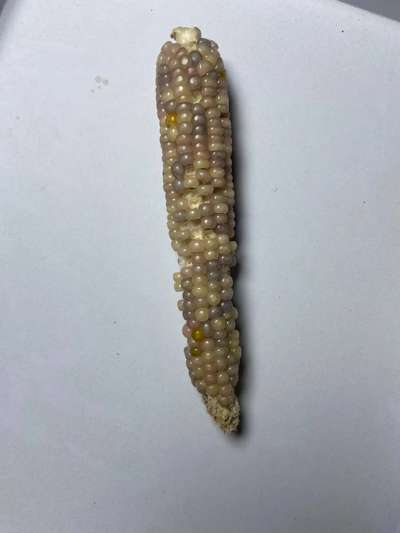 一物一拍成品文玩小玉米 手把玩 直播间链接