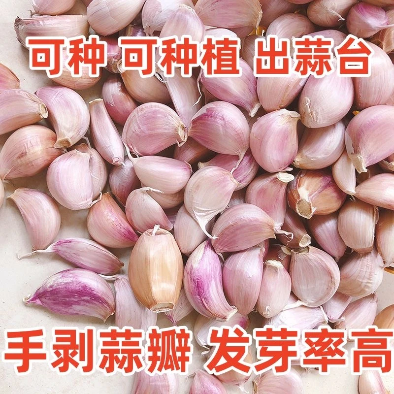 大蒜种子白皮紫皮干蒜种籽可栽种可生吃农家四季调味盆栽蔬菜种子