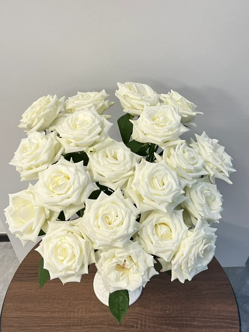 【骄傲】单头玫瑰 云南基地直销 一单包邮