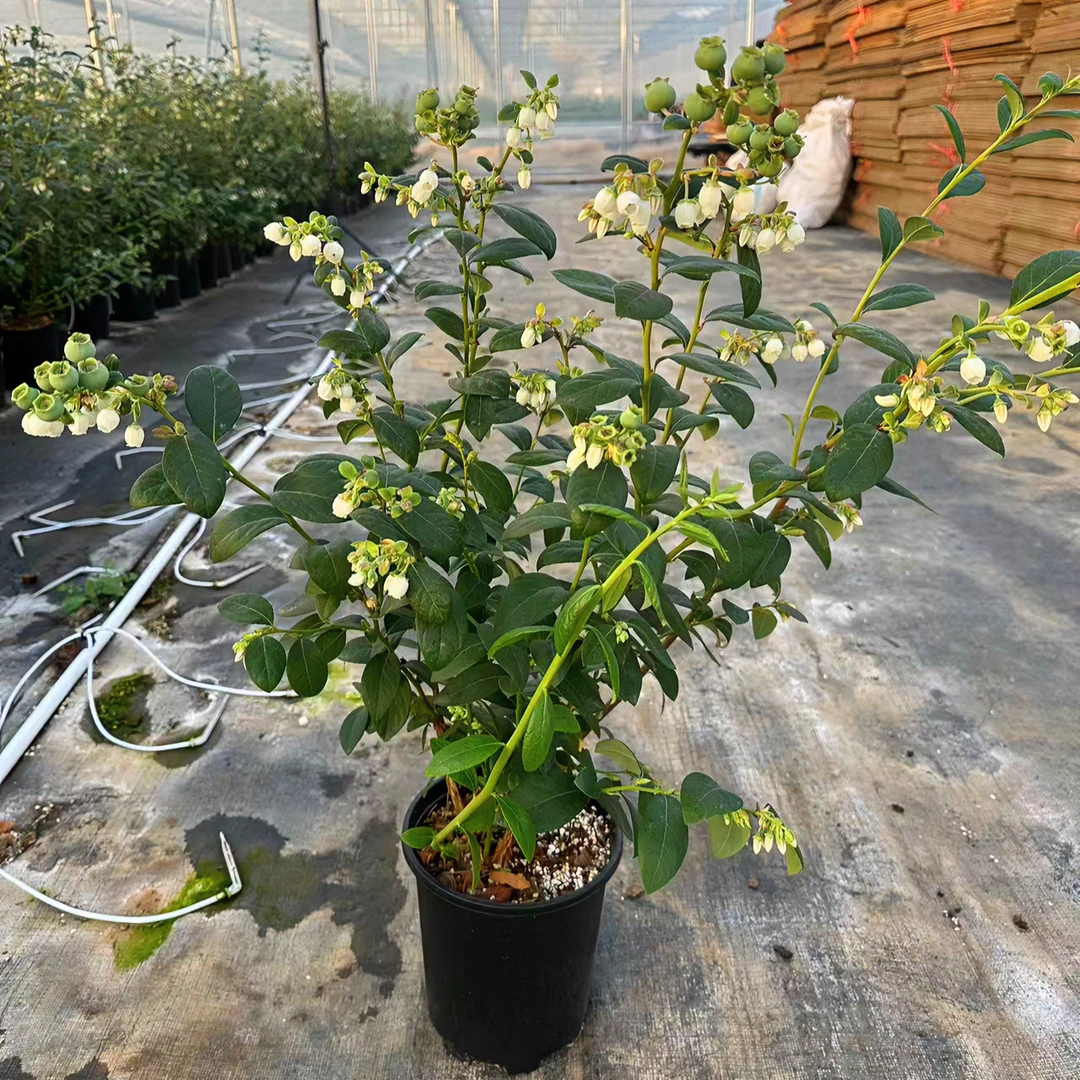 四季带果蓝莓树果苗盆栽南方阳台种植树苗北方庭院耐寒地栽果树苗