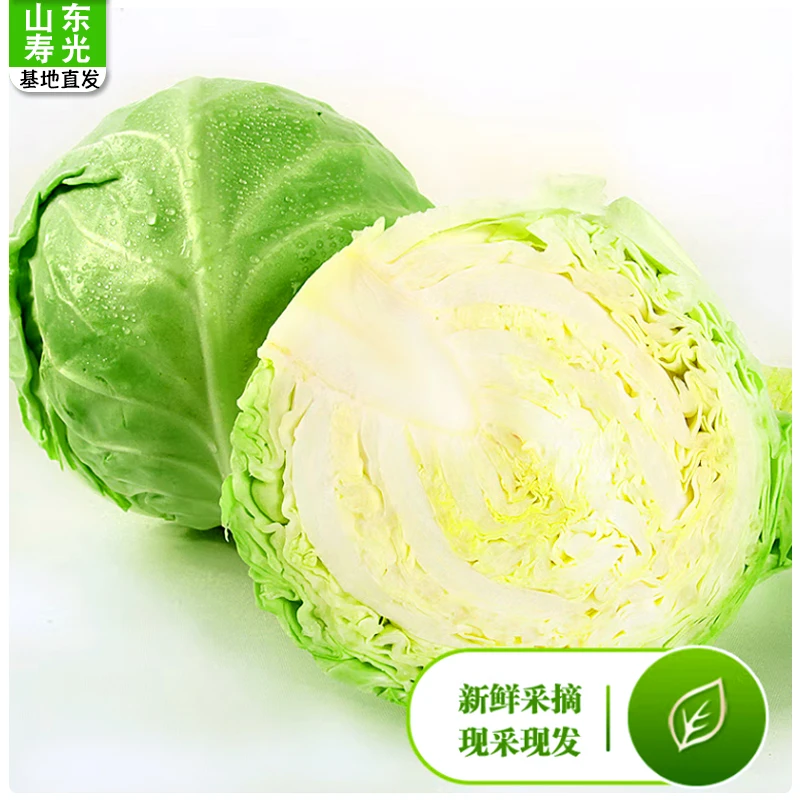 青橄榄菜绿甘蓝生吃凉拌菜新鲜农家自种新鲜采摘
