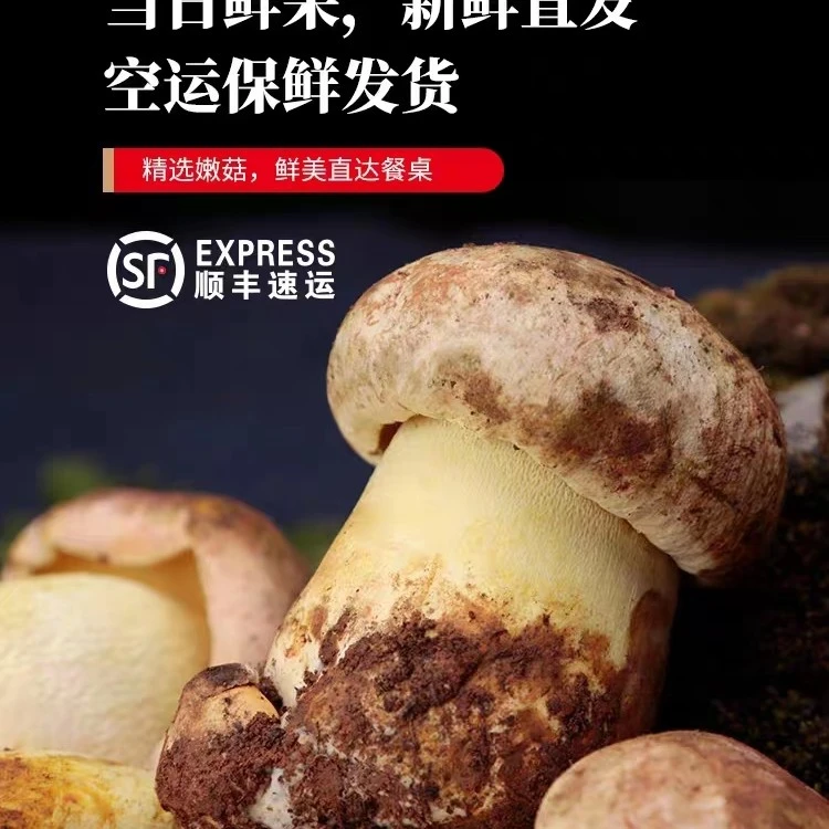 （出口级）云南新鲜野生白葱红葱牛肝菌500g顺丰包邮