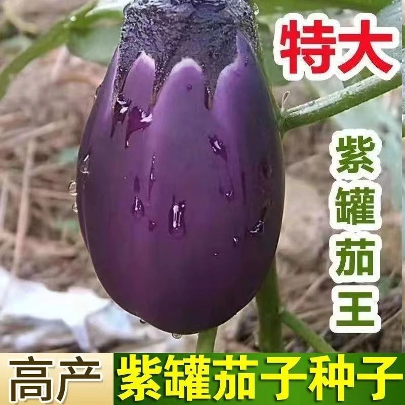 茄子种子特大紫罐茄种子牛心紫黑罐茄春季秋季播蔬菜种子