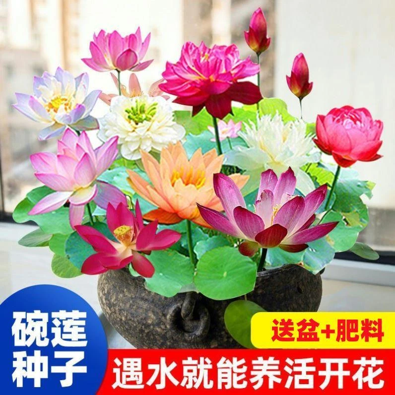 碗莲种子已开口四季播种水培植物睡莲荷花种子室内分在绿植花卉