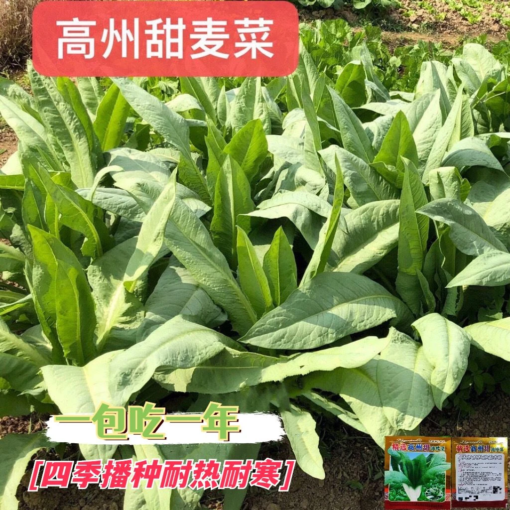 高州唛甜麦菜种子苦麦菜广东油麦菜种籽耐热高产四季蔬菜种子大全
