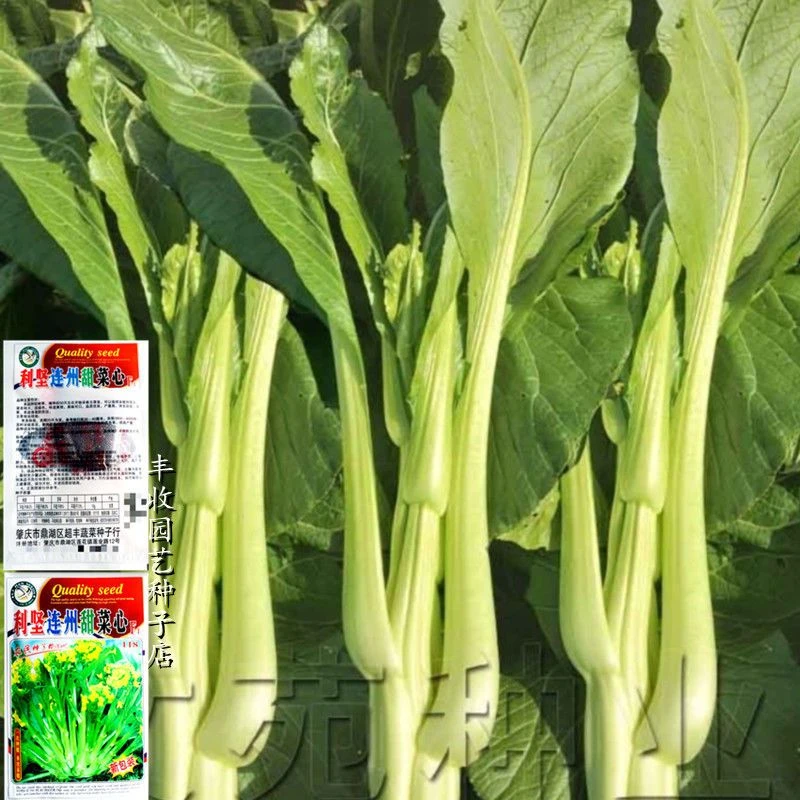连州甜菜心种子广东白菜芯菜苔籽蔬菜种子四季播四九菜心耐寒甜嫩