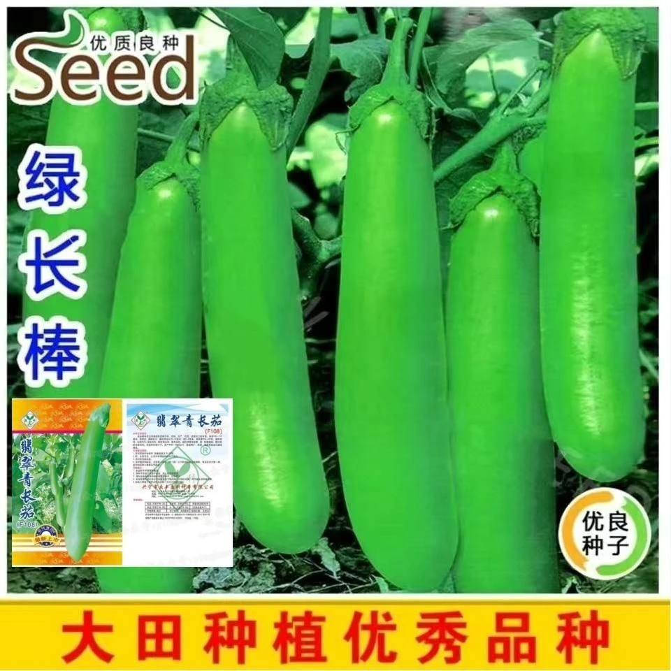 茄子种子高产四季播种青茄子绿把长茄子种子农家绿皮春季秋季