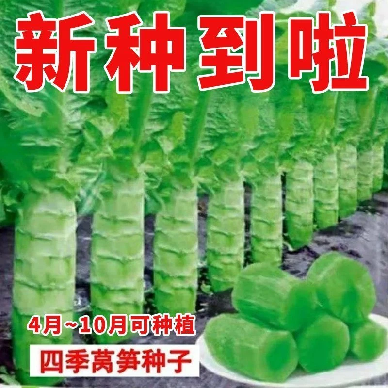 四季莴笋种子青皮绿肉香莴笋种籽高产耐热耐寒春秋冬播蔬菜种籽