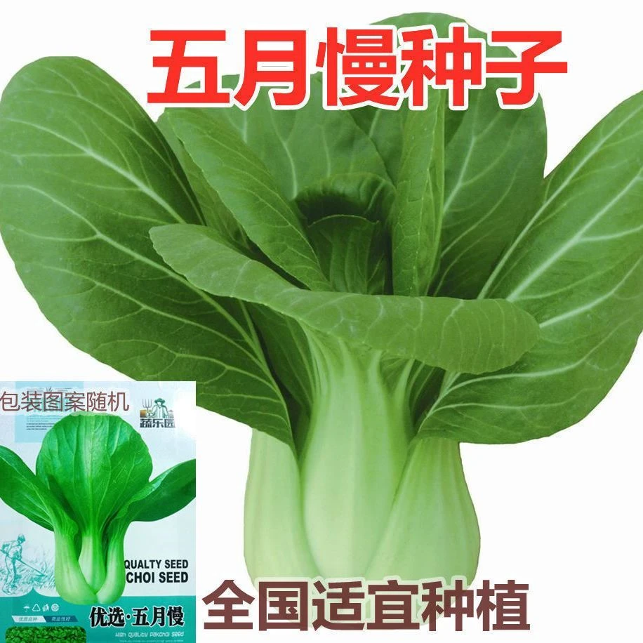 五月慢青菜种子小菜小白菜种子阳台庭院蔬菜种子耐寒大青菜籽