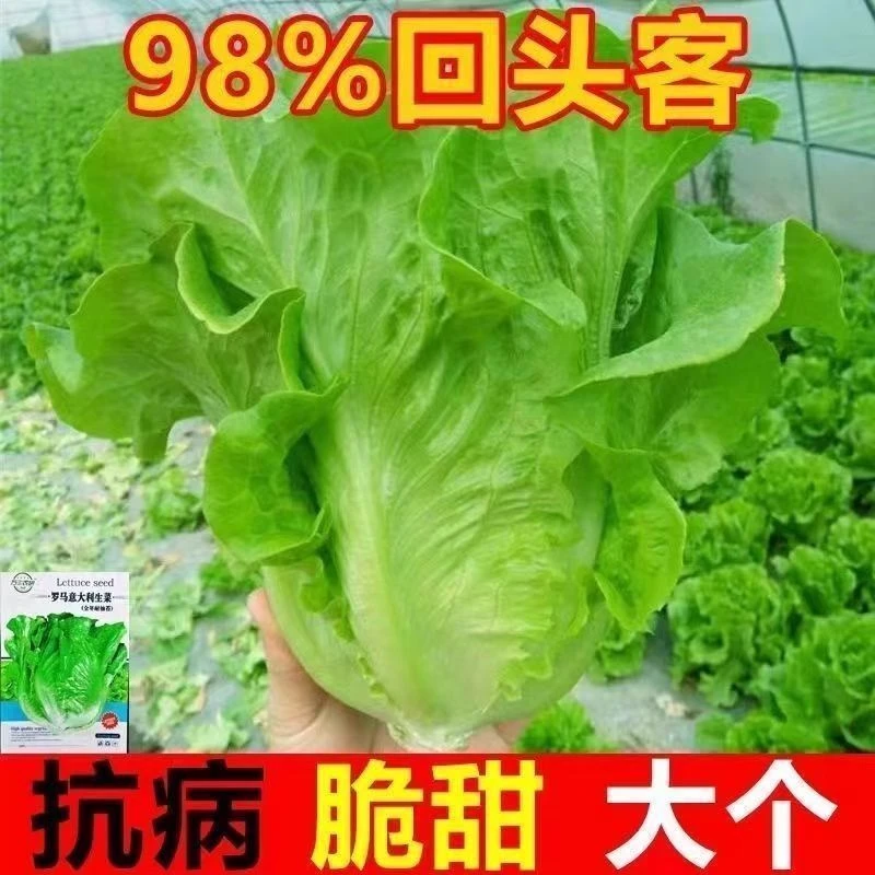 生菜籽种子四季水果抗热奶油生菜奶油意大利生菜阳台庭院蔬菜种子