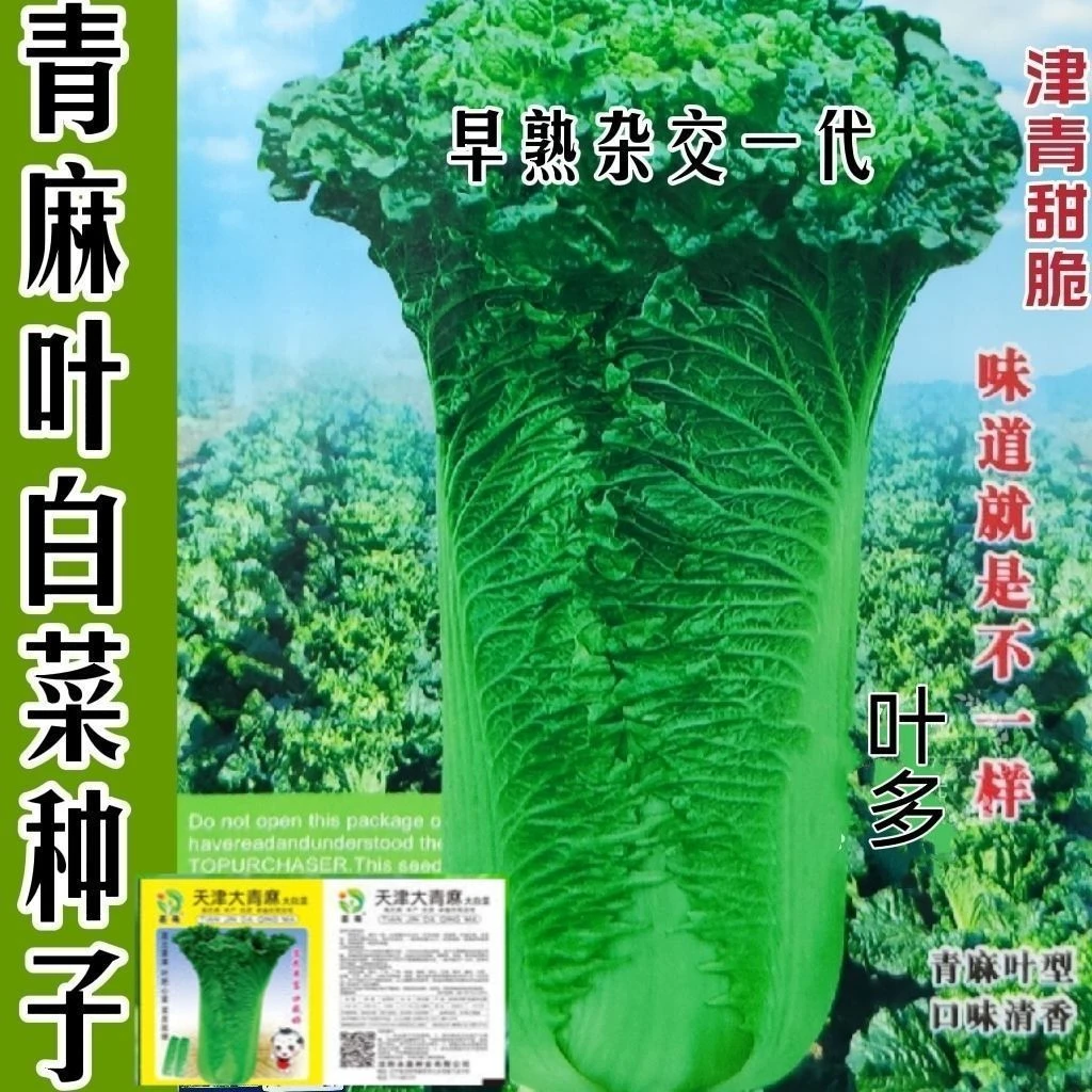 【今年新种】天津青麻叶秋冬直筒包心白菜蔬菜绍菜山东大白菜种孑