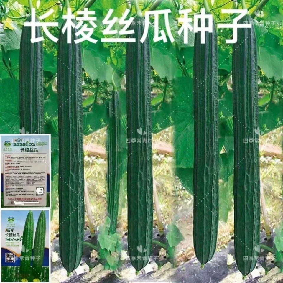 特长棱角丝瓜种子 水丝瓜棱瓜棱丝瓜种籽四季八角丝瓜 菱角丝瓜种