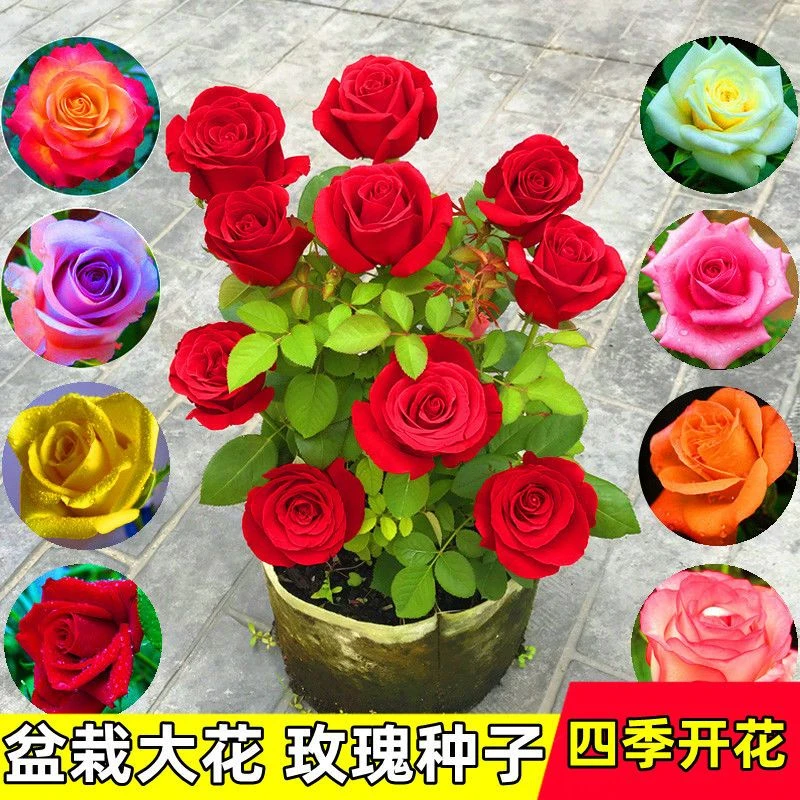 玫瑰花种子四季开花易活花种籽子室内盆栽室外庭院绿植物鲜花种子