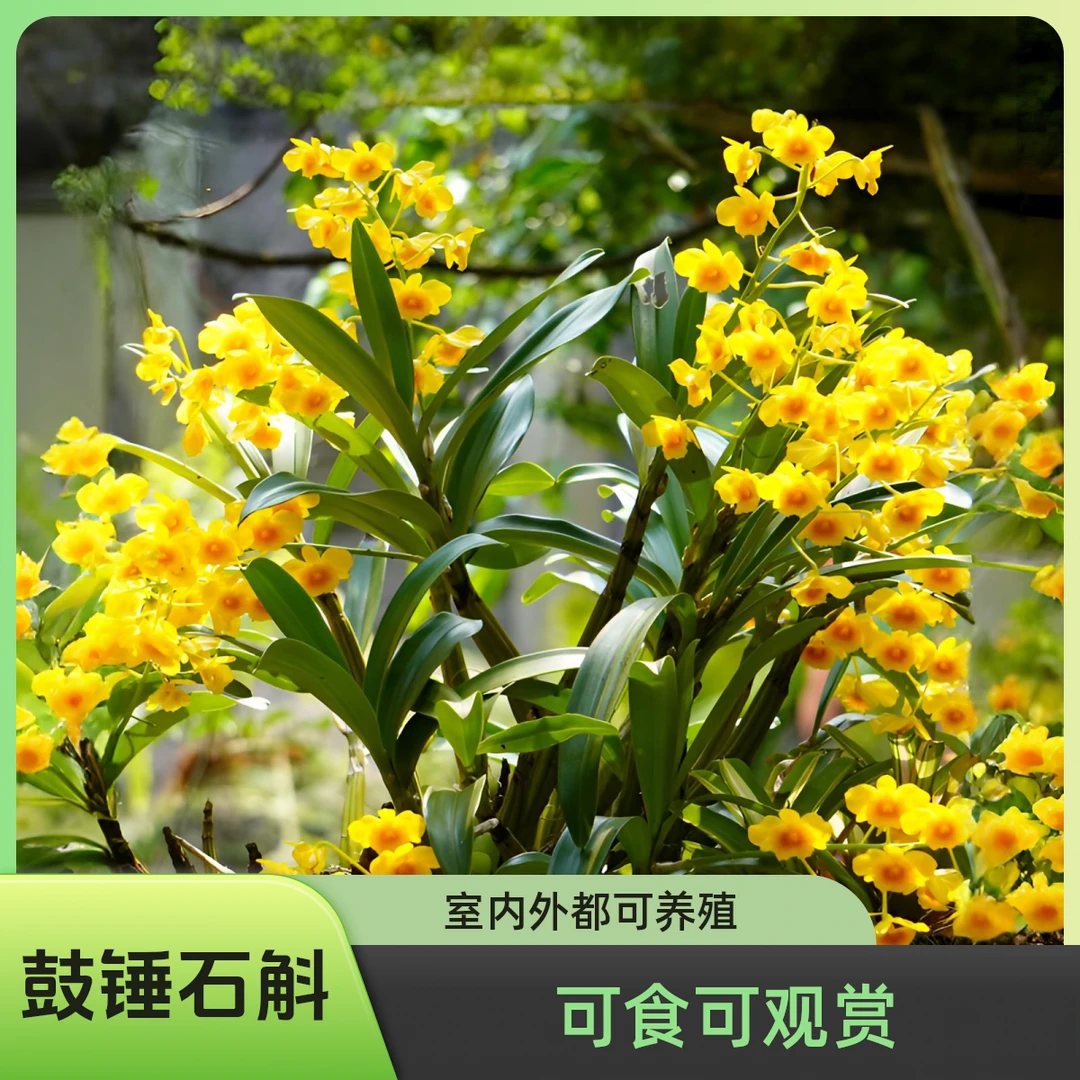 鼓锤石斛//室内外可养/易成活/4月5月花期/四季长清