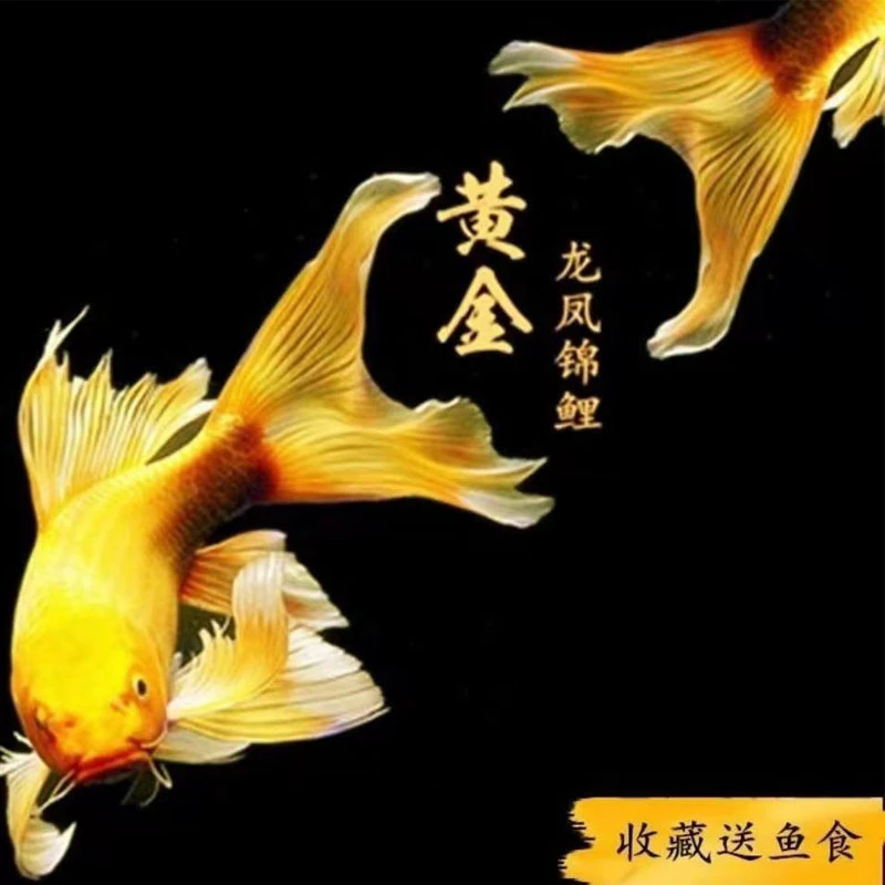 黄锦鲤鱼活体观赏鱼活鱼水族冷水淡水鱼好养耐活小型鱼苗