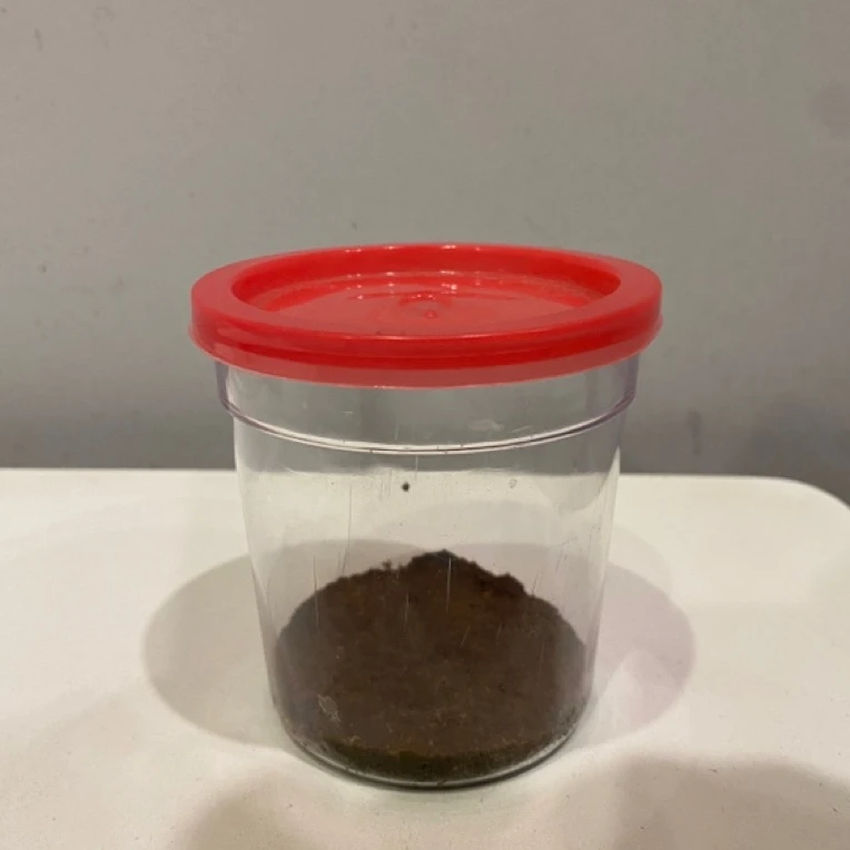 巨拟叶螽鸣虫饲养罐