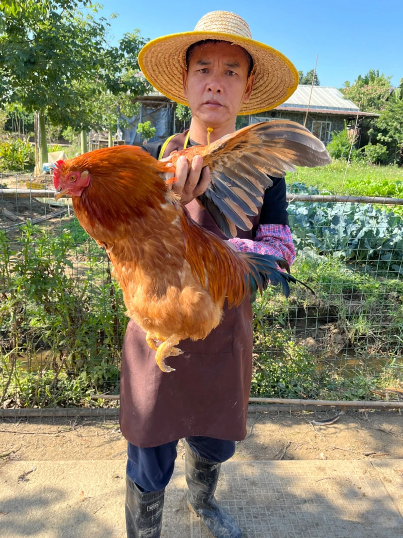 散养260天扇鸡毛重5斤 现挑现杀 广东省顺丰包邮 喂食麦皮 玉米