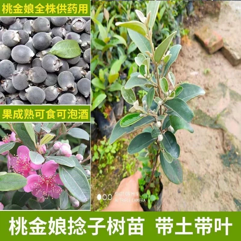 桃金娘苗山捻子树枝带土带叶子盆栽果树地栽果树桃金娘绿化庭院果