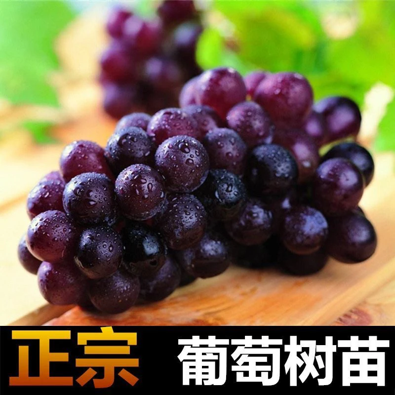 葡萄苗巨丰葡萄苗阳光玫瑰蓝宝石葡萄带土带叶子盆栽地栽葡萄葡萄