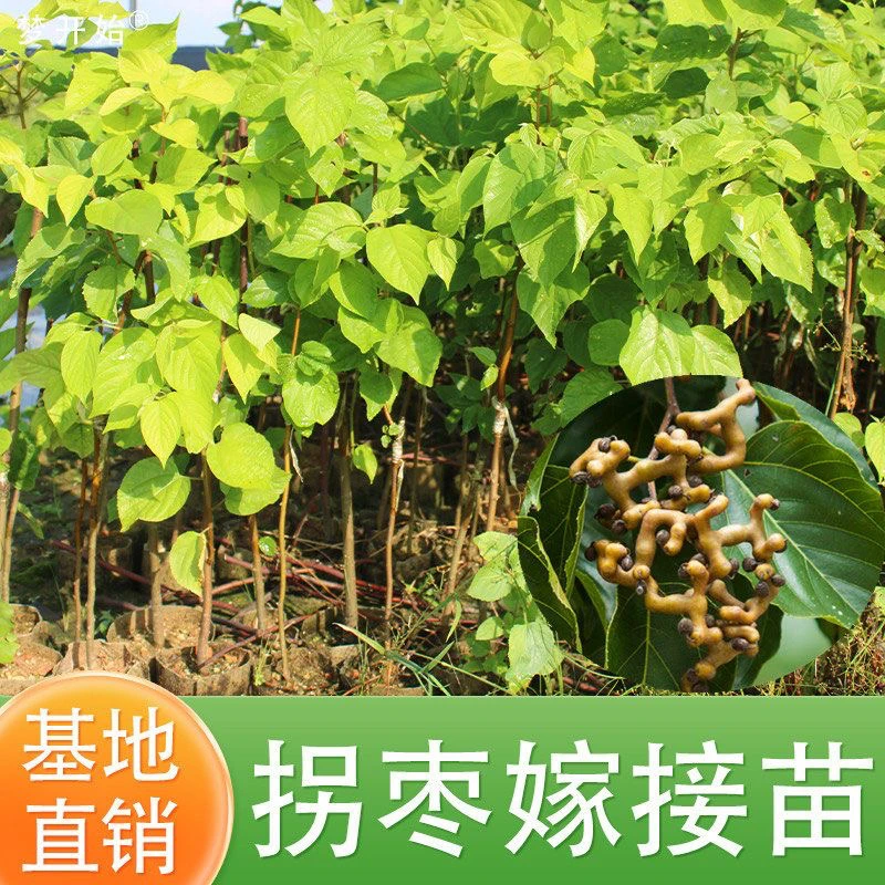 拐枣苗万寿果鸡爪连苗嫁接苗带土带叶子南北方种植果树盆栽果树