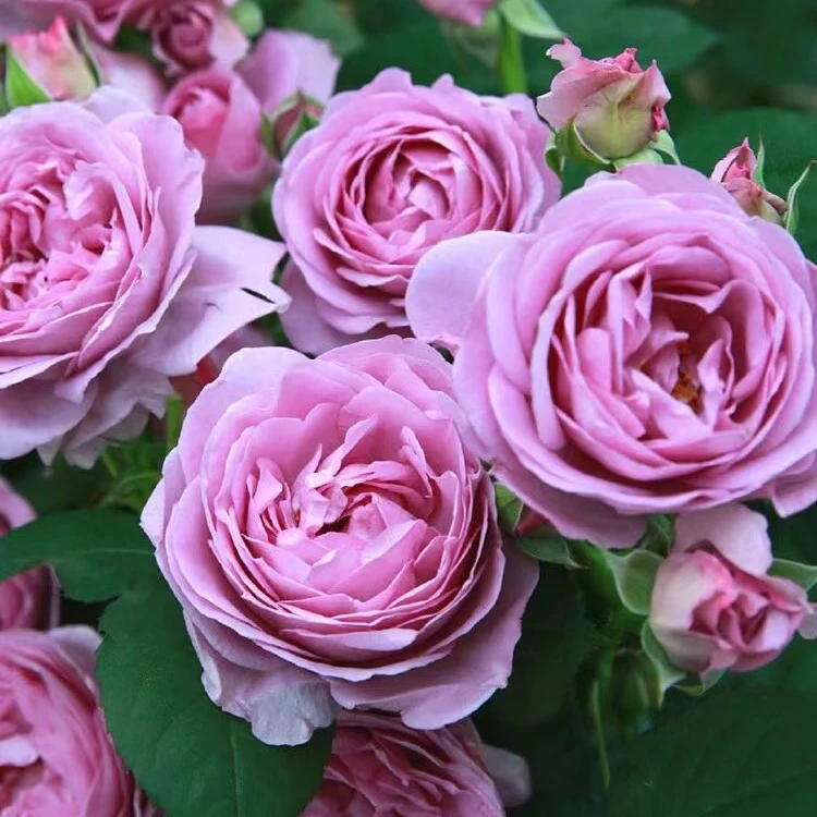 月季蓝色风暴/独盆独颗/露天扦插苗/一加仑