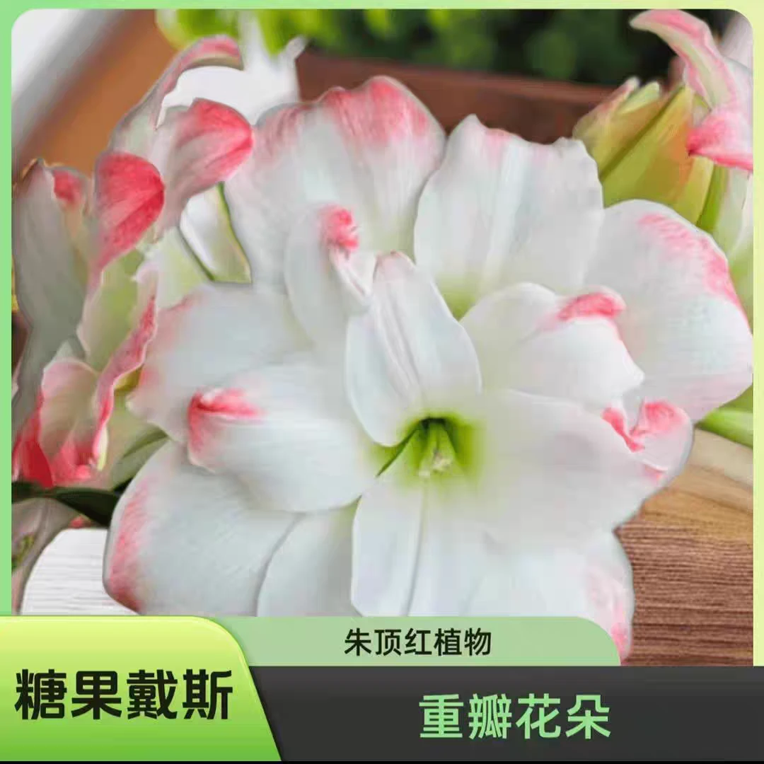 朱顶红，糖果黛丝，糖果戴斯