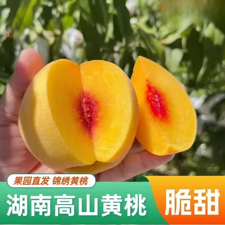 新鲜黄桃锦绣红心黄桃正宗湖南高山鲜甜果园现摘现发