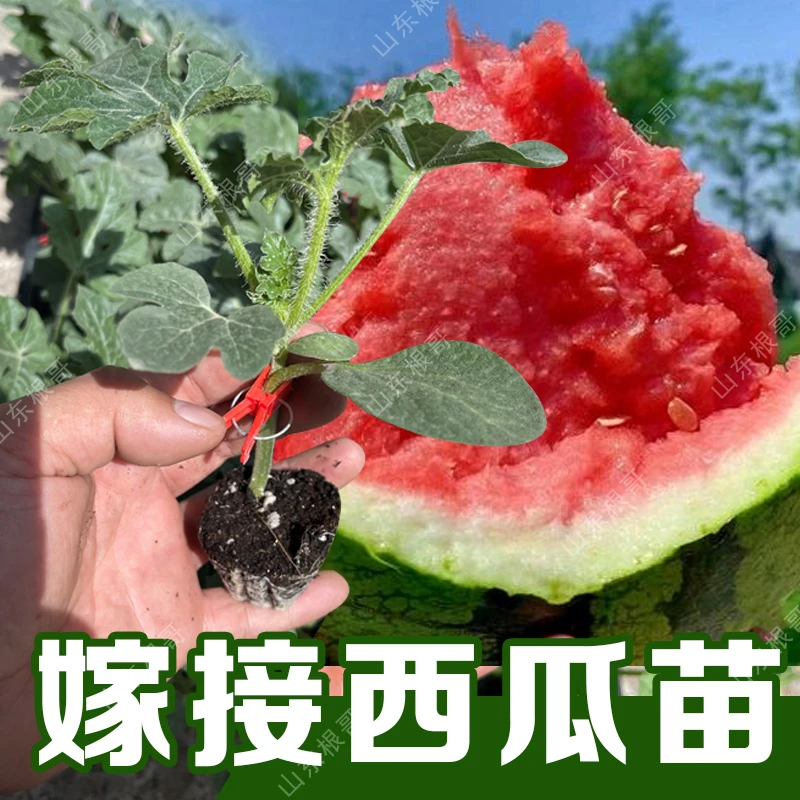 2k嫁接西瓜苗 西瓜秧子 大田种植 优质西瓜苗 8424 冰糖麒麟 夏季