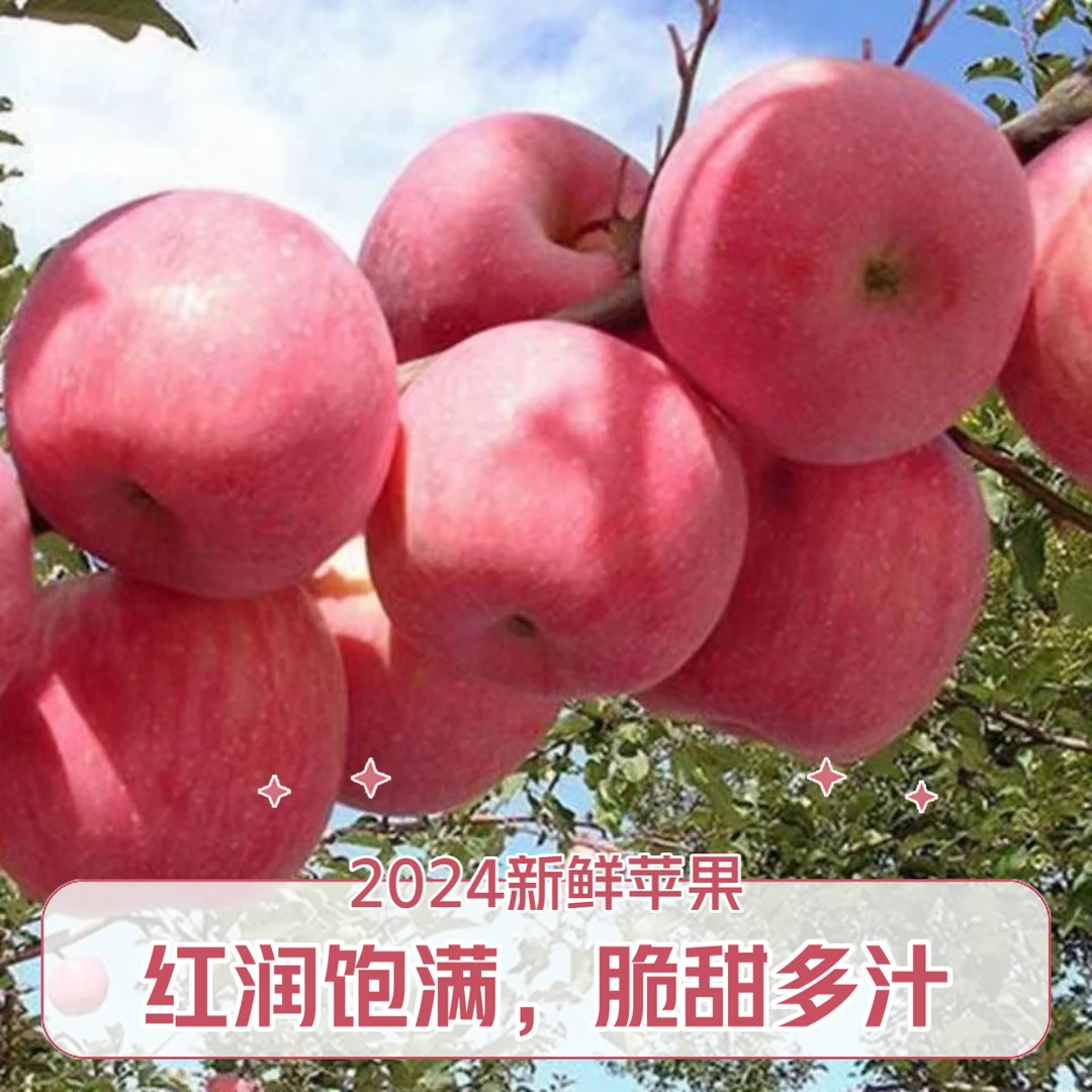 【脆甜多汁九分甜】陕西蜜脆苹果果园现摘10斤老少皆宜新鲜香甜纯甜