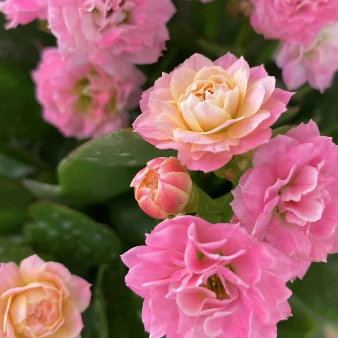 【花后苗随机2盆】无任何售后~开花、黄叶、折叶、掉苞、磨损等均不负责