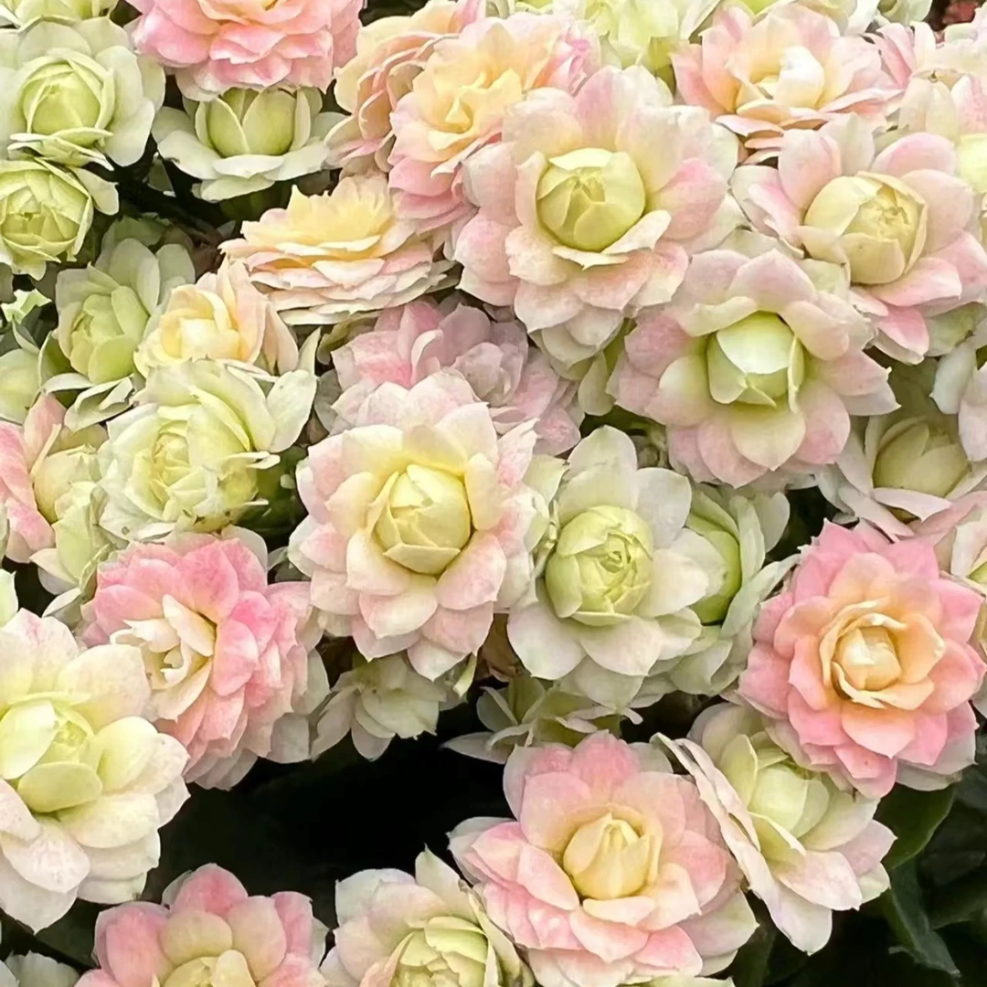 婚礼冰淇淋~精品盆栽重瓣带花苞室内养殖懒人花卉