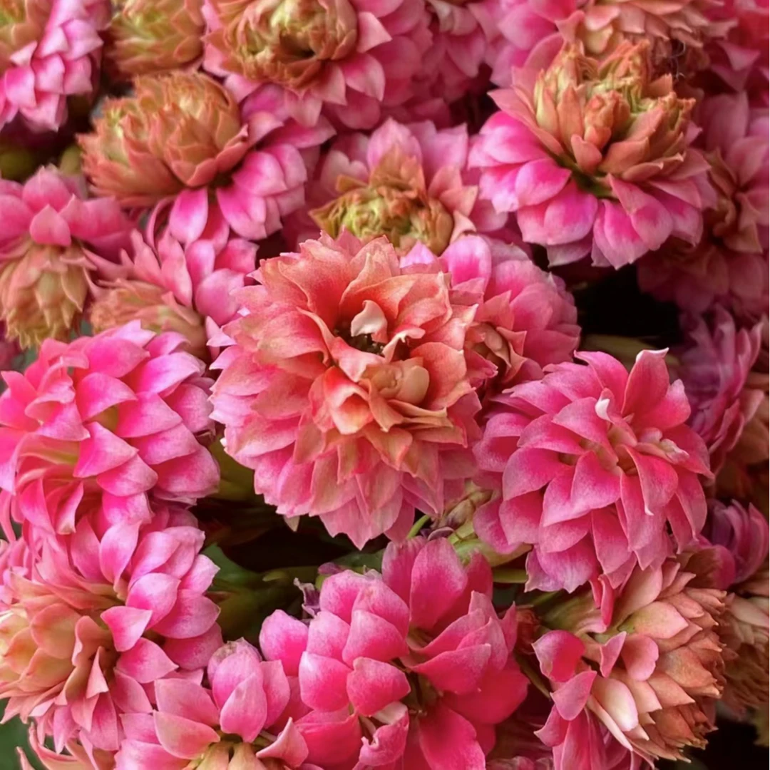 芙蓉女神~懒人易活花卉盆栽