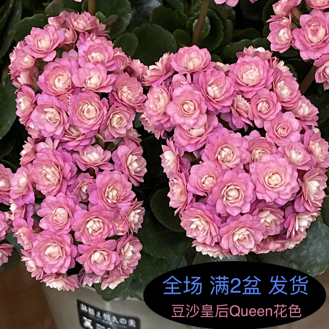 【豆沙皇后】~精品盆栽花卉懒人花好养易活