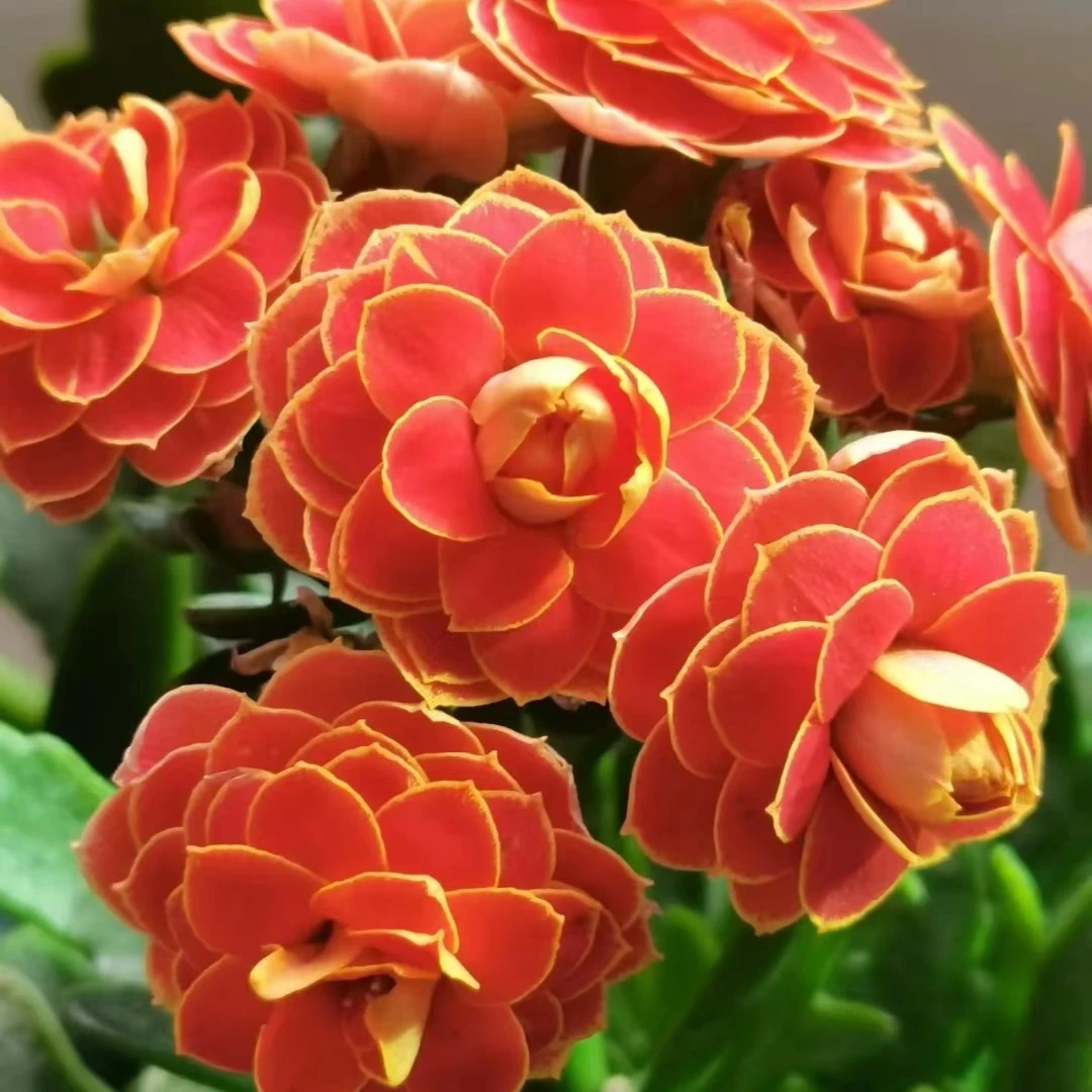 【金狐狸】~精品盆栽花卉懒人花好养易活室内阳台客厅