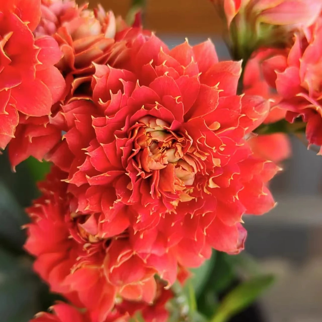 【武神~精品盆栽重瓣带花苞室内养殖懒人花卉