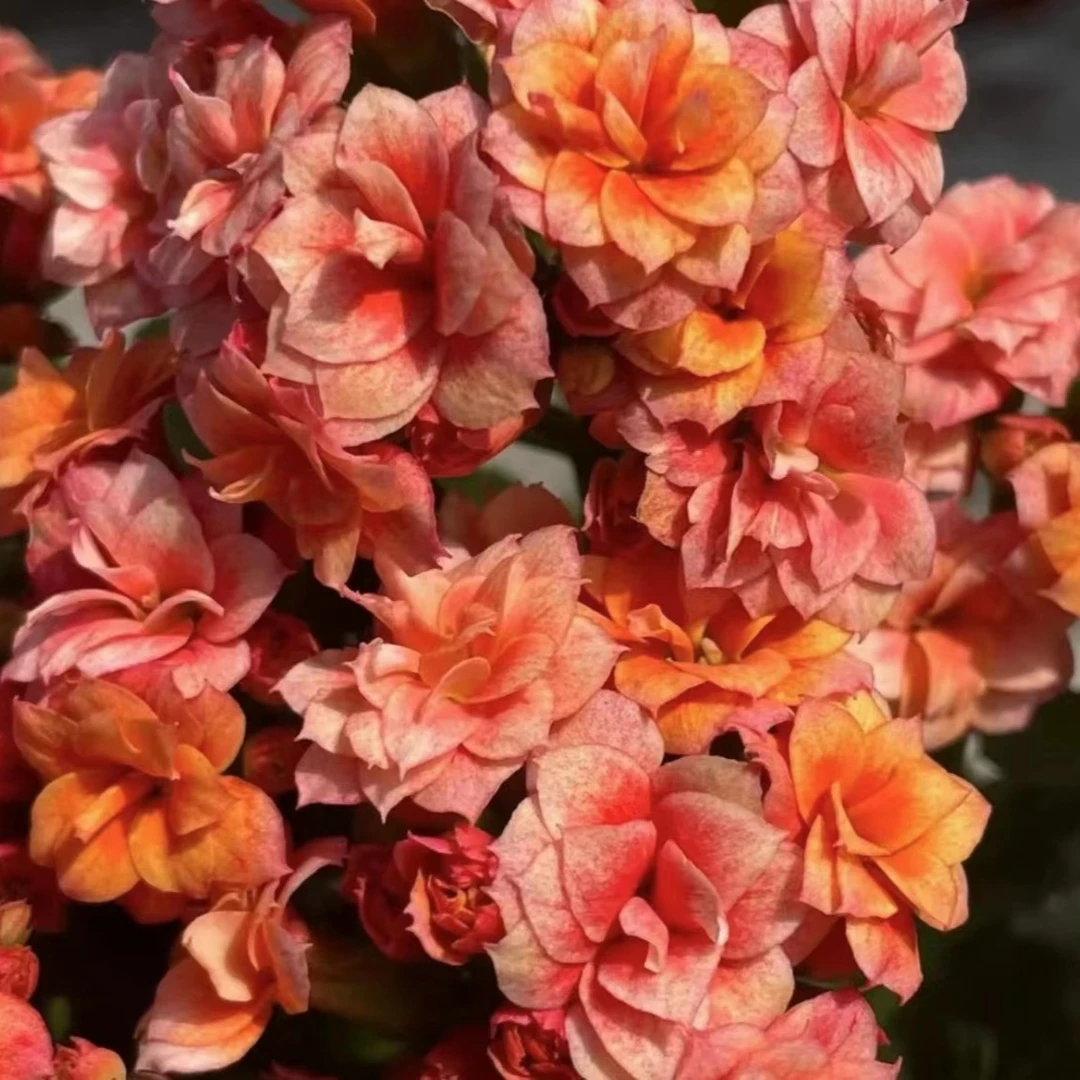【烟花】~精品盆栽好养易活室内阳台懒人花