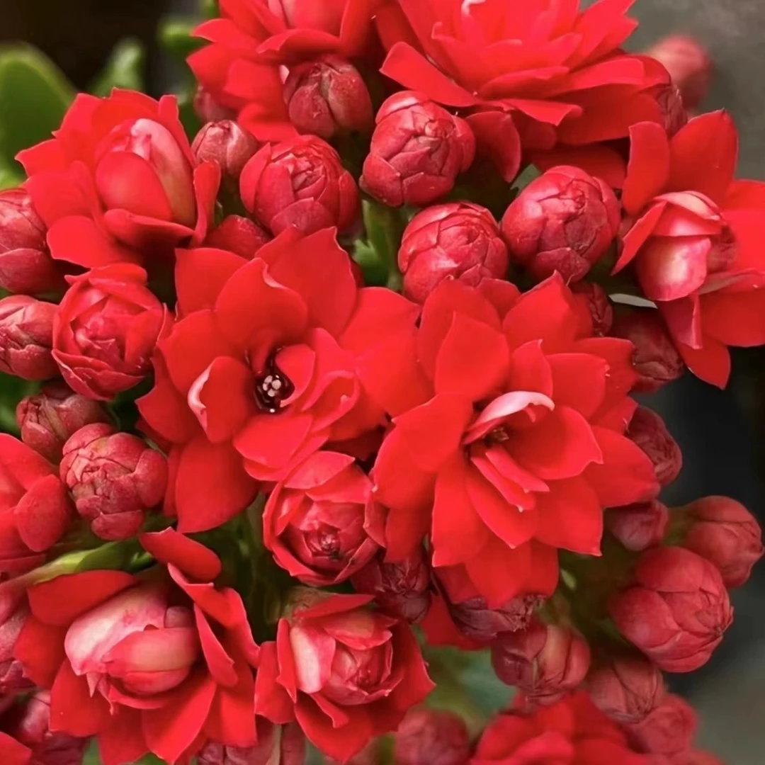 【红宝石】（老桩）~精品盆栽重瓣带花苞客厅室内养殖懒人花卉美观