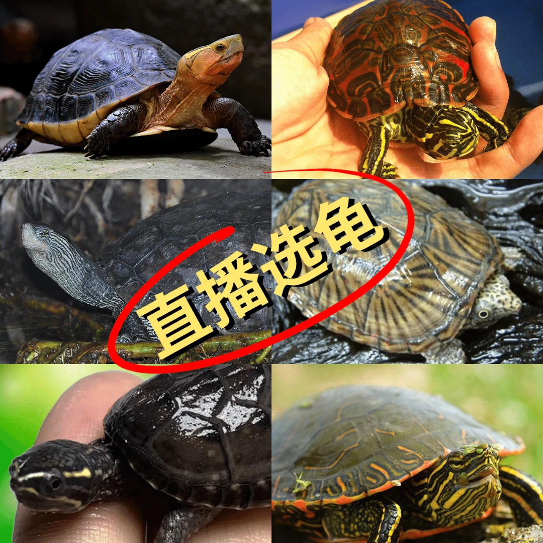 浙江弟兄龟业直播间挑选专属链接，私拍不发货