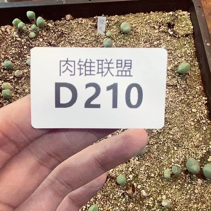 210啦啦咯哦我小心翼翼相信我