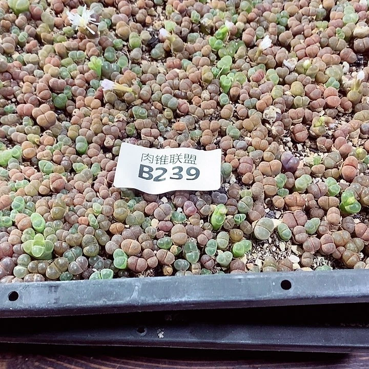 来***嘛239啊啦啦噜啦啦咯哦哦哦呃