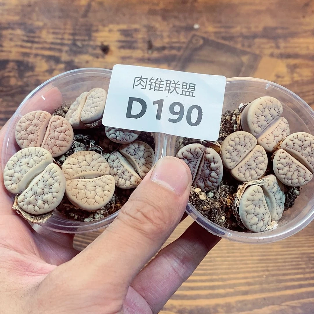 精*&190是否规划局处女规划局发红包