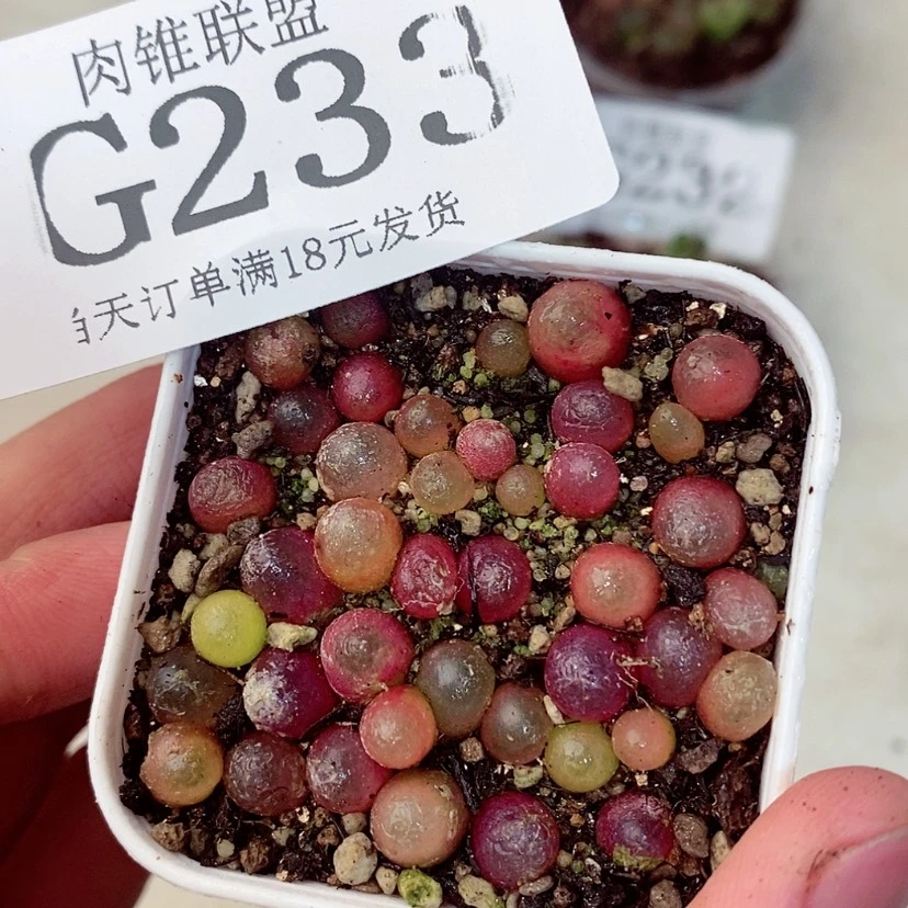 【闪购商品】233dddddd