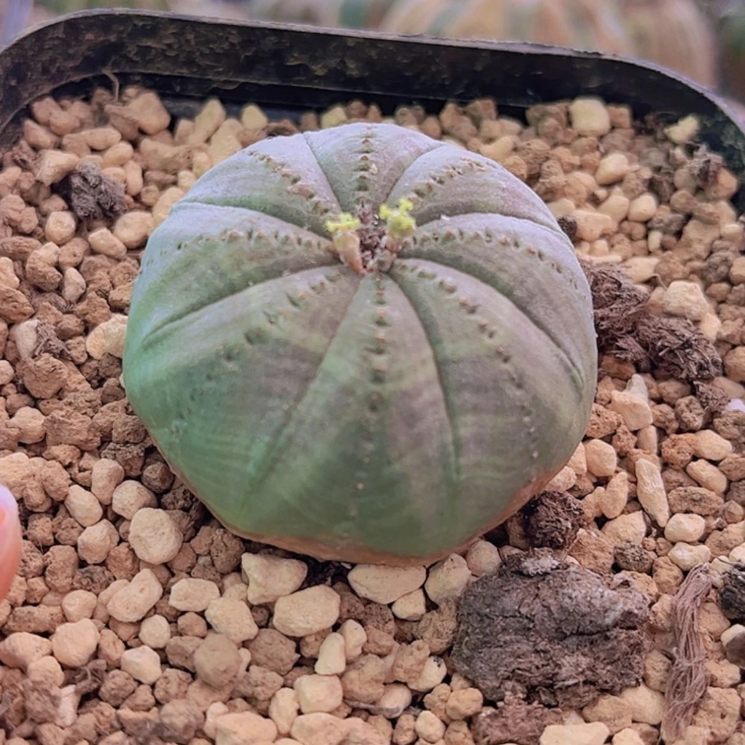 【闪购商品】布纹球