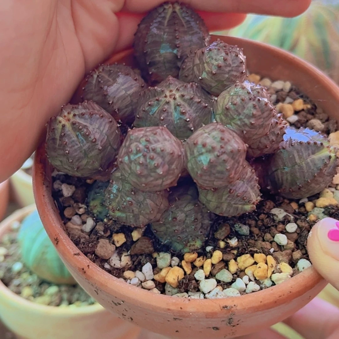 【闪购商品】群生布纹球