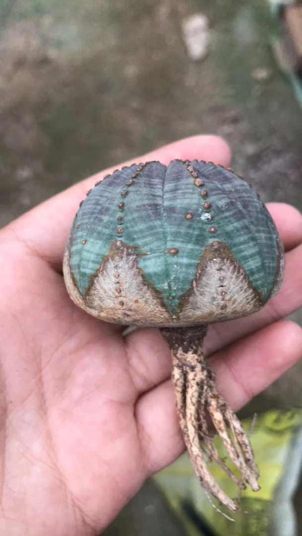 欧系实生布纹球实生