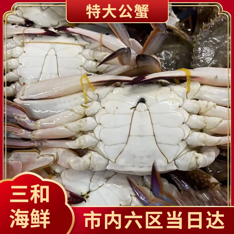 【三和海鲜】 纯本地大公蟹 天津发货